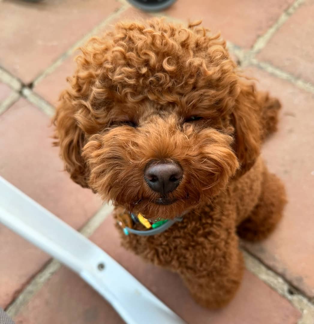 Photo of Luna