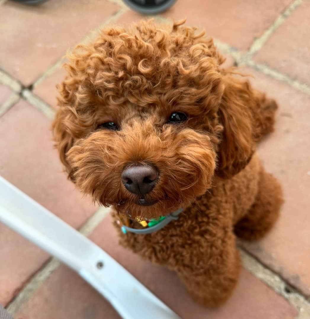 Photo of Luna