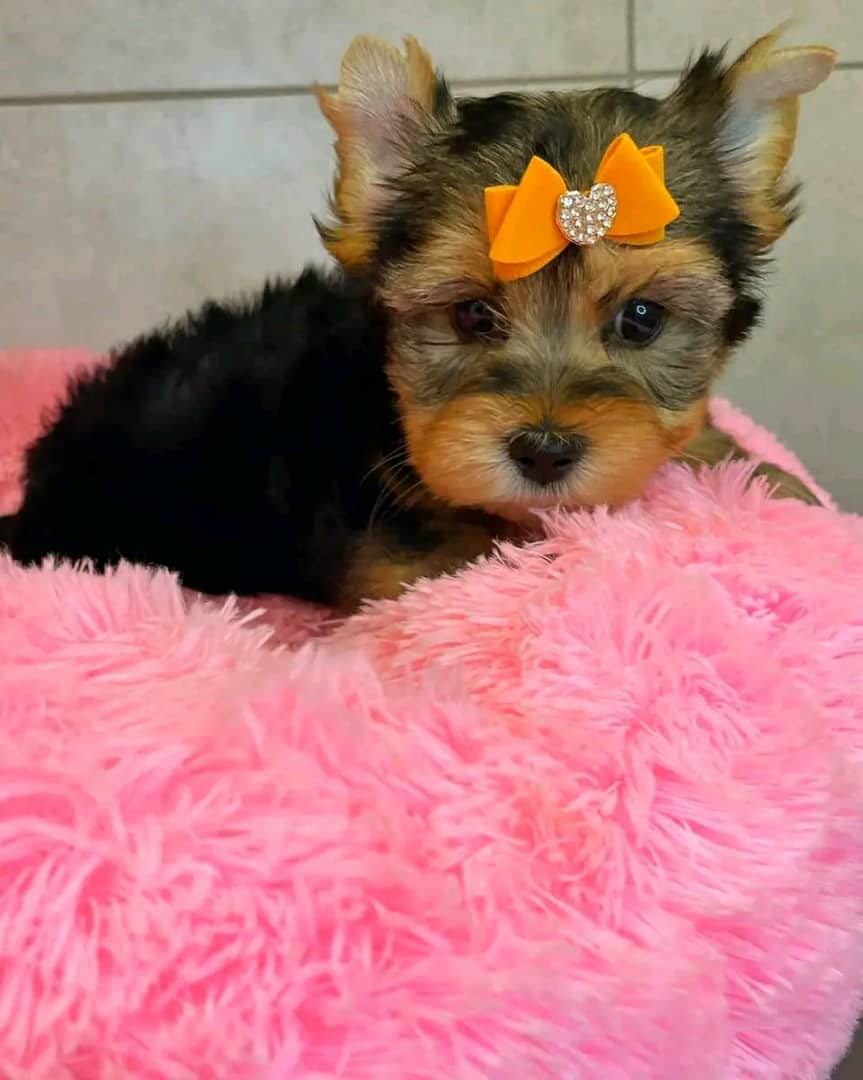 Photo of Lizzie