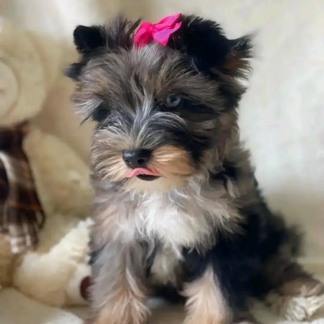 Photo of Bella