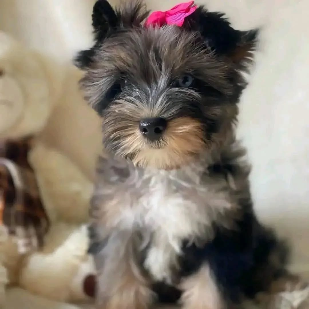 Photo of Bella