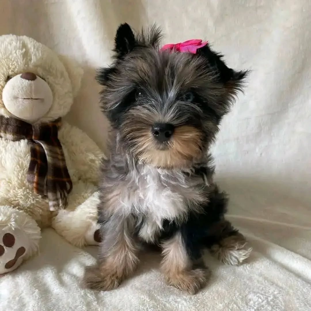 Photo of Bella