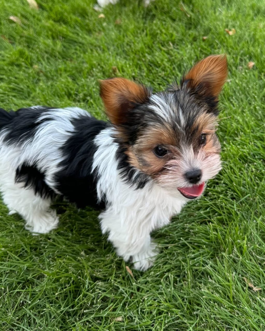 Archie