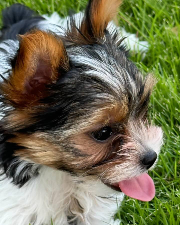 Puppy Image 2