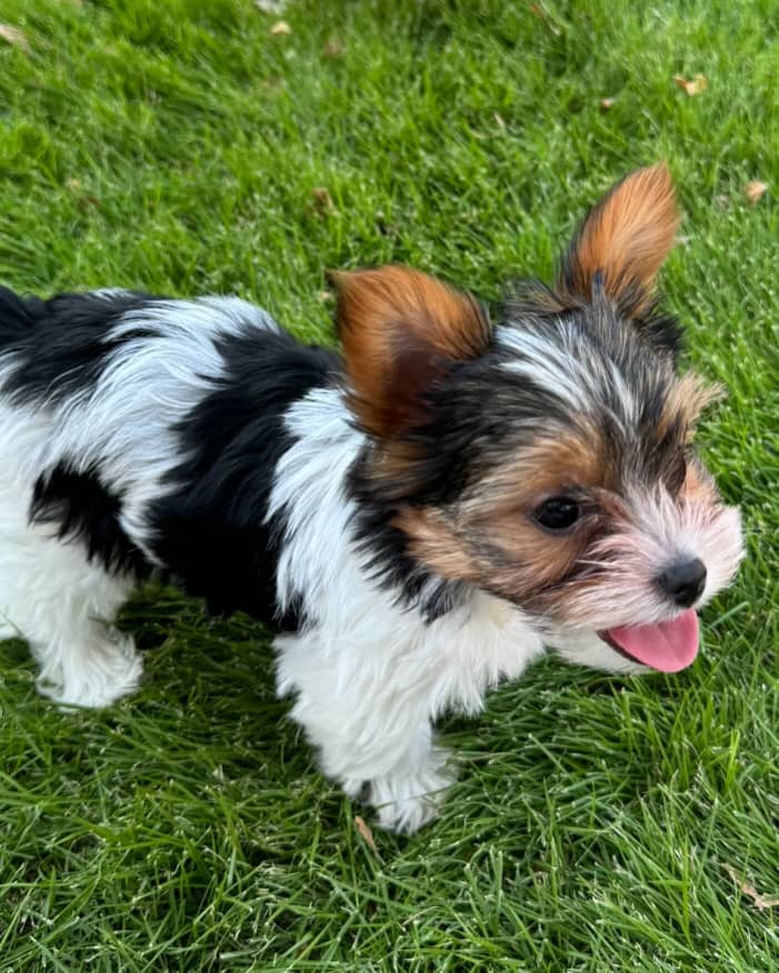Puppy Image 3