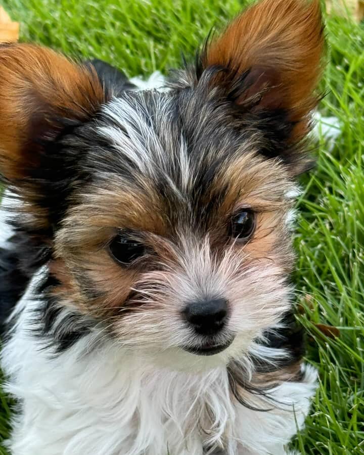 Puppy Image 4