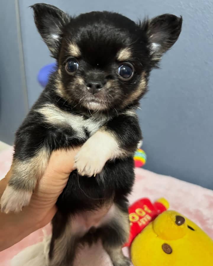 Oliver