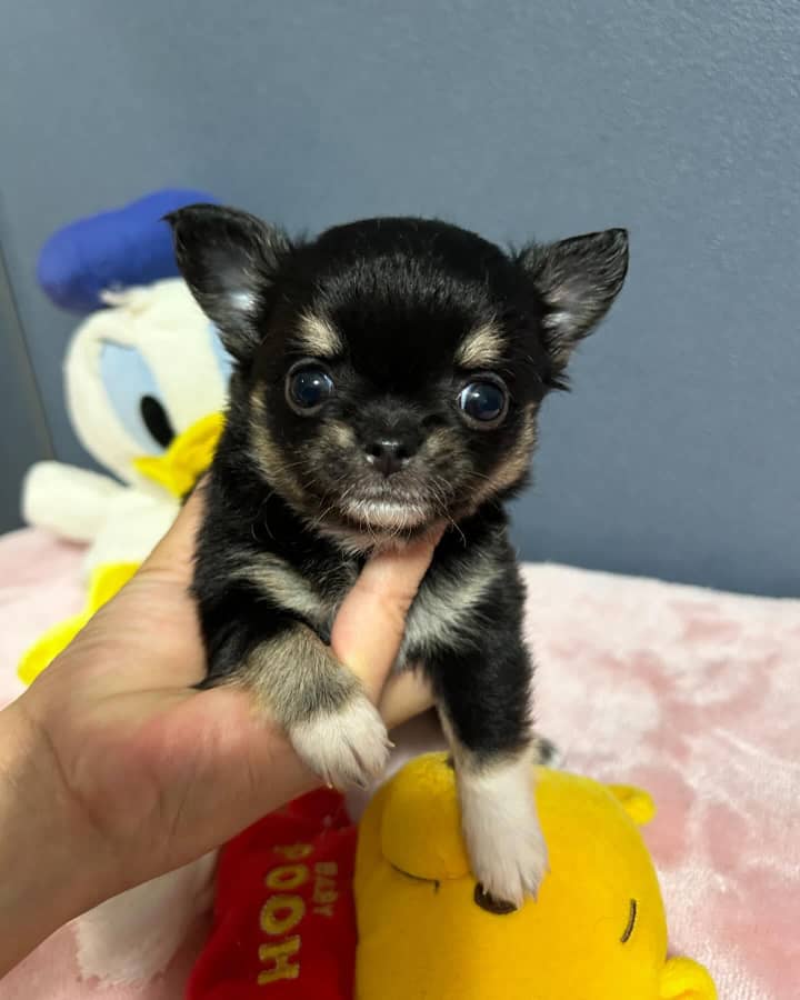 Photo of Oliver