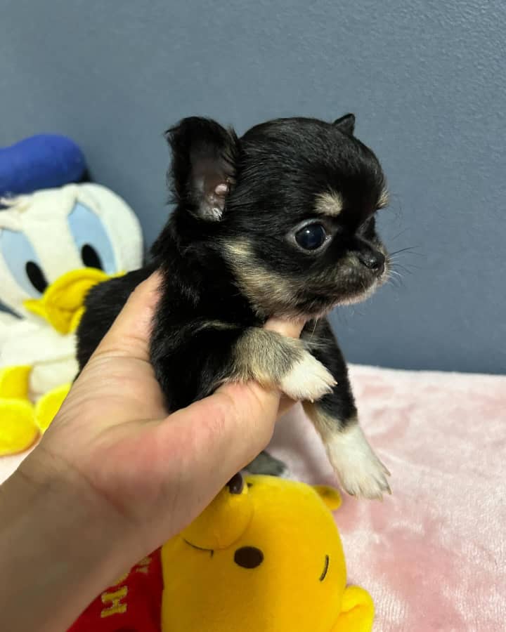 Photo of Oliver