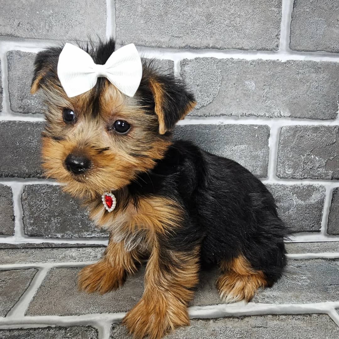 Hattie