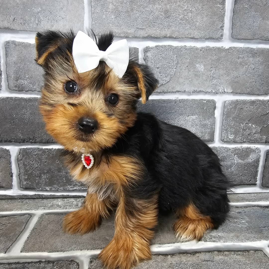 Photo of Hattie