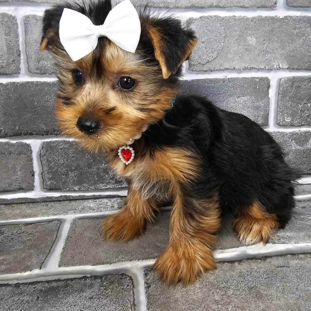 Photo of Hattie