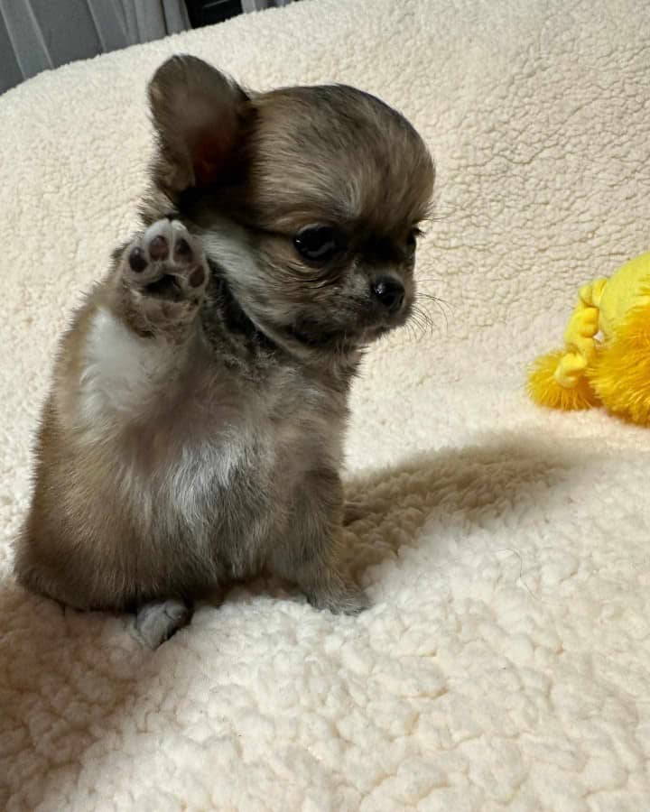 Nugget