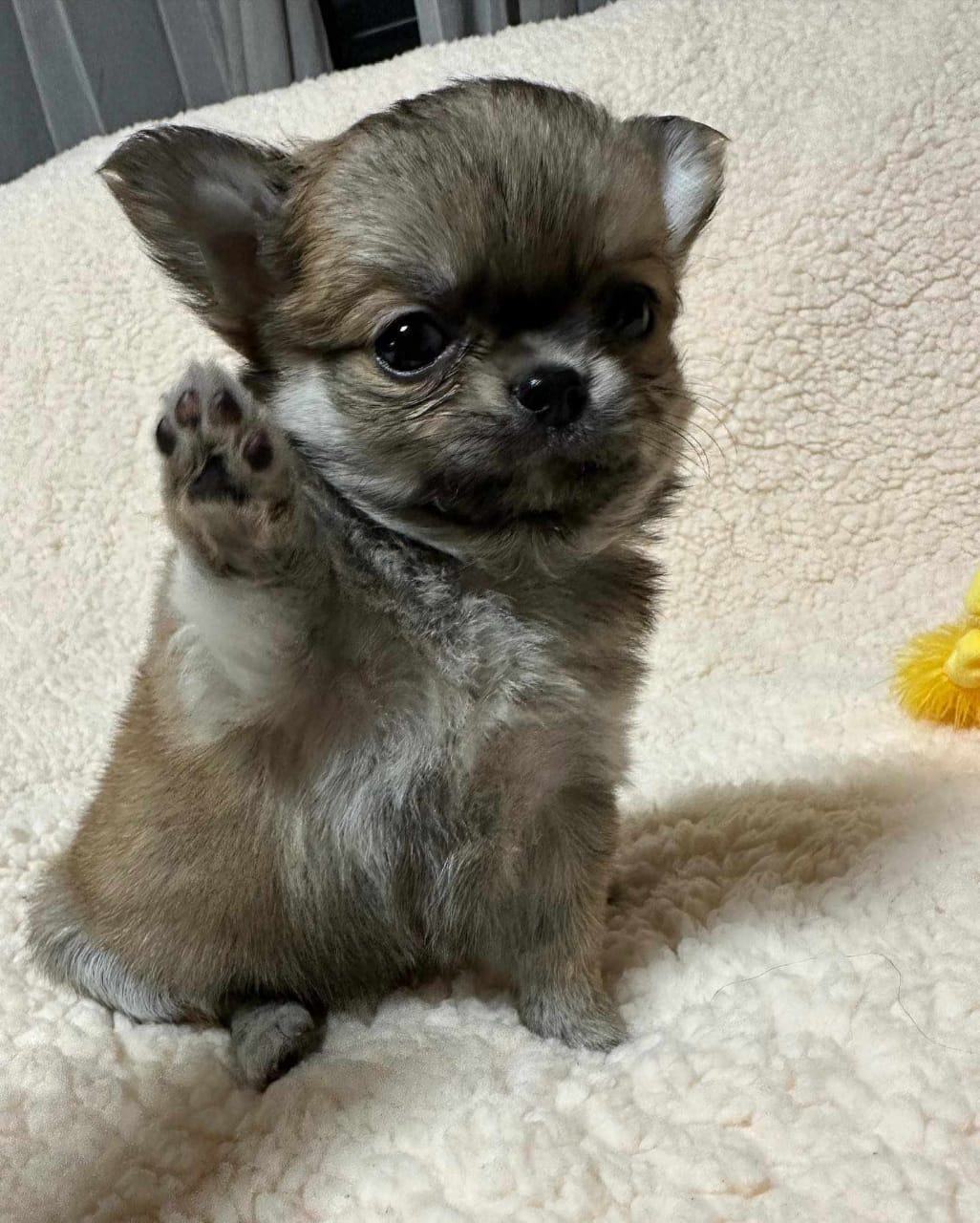Photo of Nugget