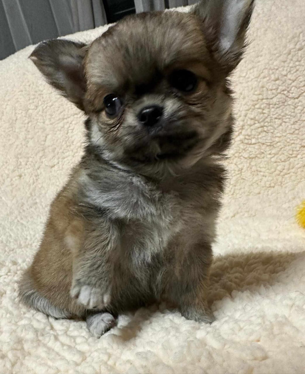 Photo of Nugget